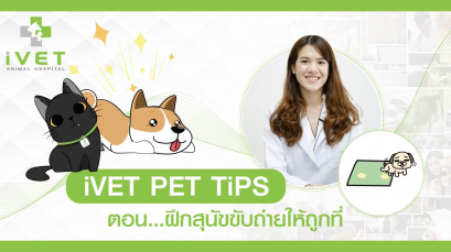 รายการ iVET PET TIPS ตอน ฝึกขับถ่ายสุนัขให้ถูกที่